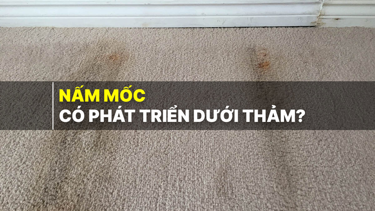 Nấm móc có phát triển dưới thảm
