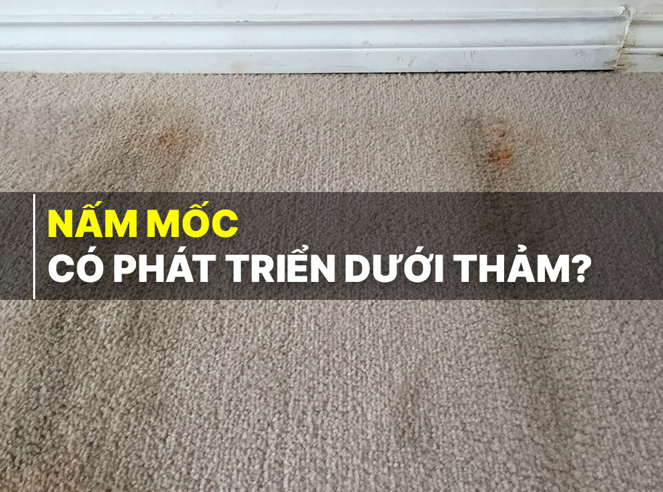 Nấm móc có phát triển dưới thảm