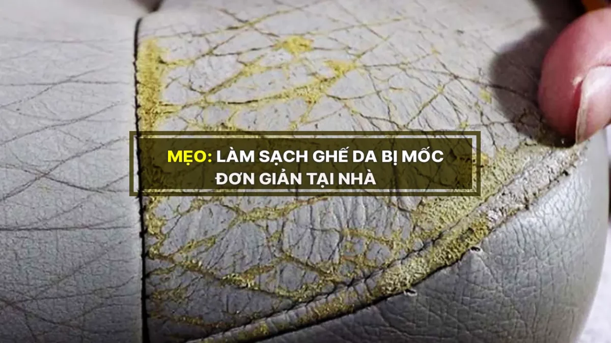 Mẹo làm sạch ghế da bị mốc đơn giản tại nhà