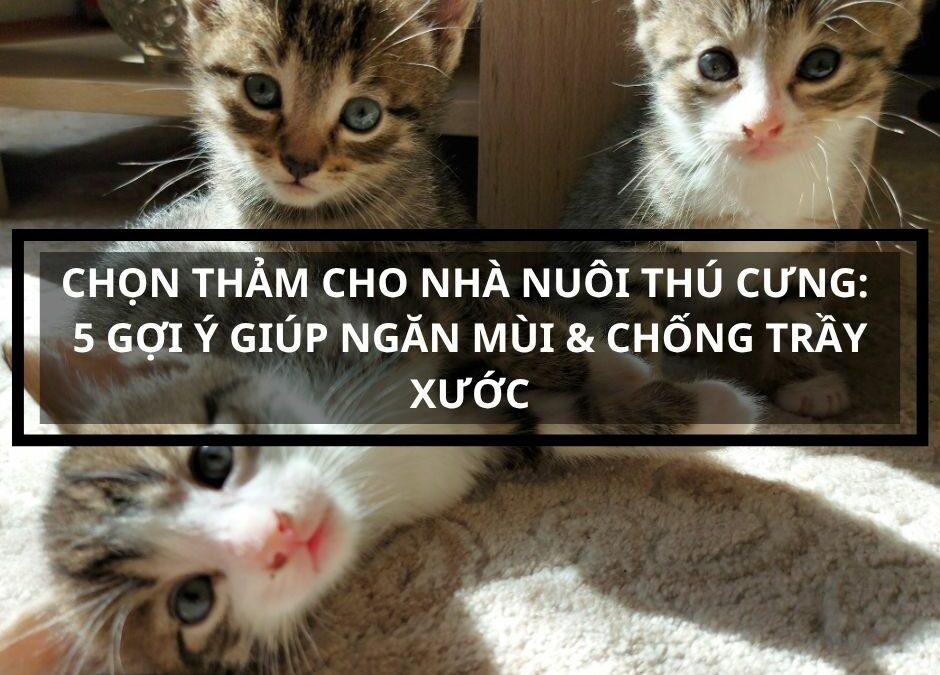 Lam-sao-de-chon-tham-cho-nha-nuoi-thu-cung